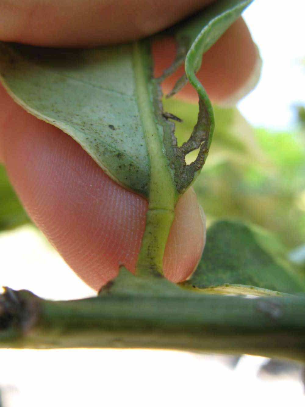            Petiole (Pink Variegated, Winter Haven, FL)   